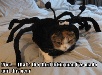 spider-kitty-goes-three-for-three-this-halloween - Copy.png