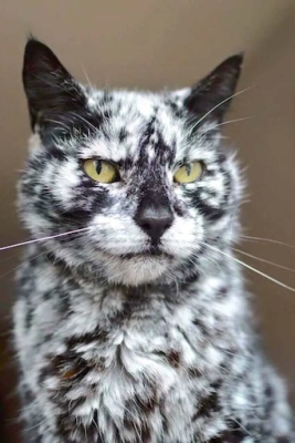 vitiligo-cat-fur-pattern.png
