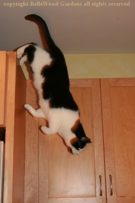 Cats_2017-11_leaping Domino.jpg