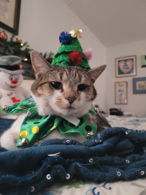 Christmas Cat.jpg