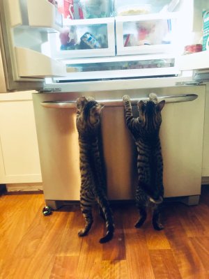 18_kittens_fridge.jpg