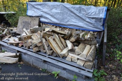 Firewood_2022-10_toppled wood pile.jpg