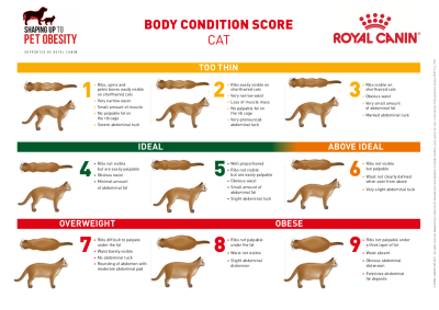clent-hills-vets-royal-canin-body-condition-score-cat.png