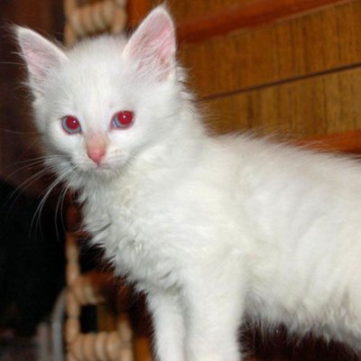 albino-cats-kittens-05.jpg.optimal.jpg
