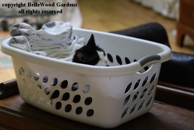 Cats_2023-06_Domino in laundry basket.jpg