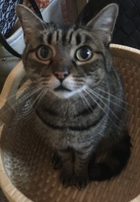Alfie in a Basket.jpg
