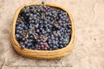 Concord Grapes_2023-09_basket of grapes.jpg