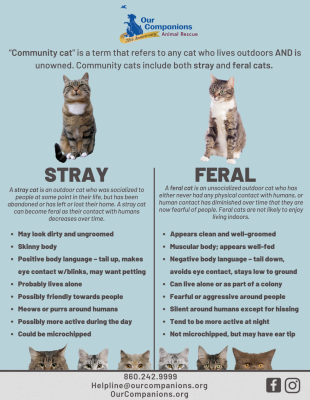 Stray-vs.-Feral-Cat-2-1187x1536.png