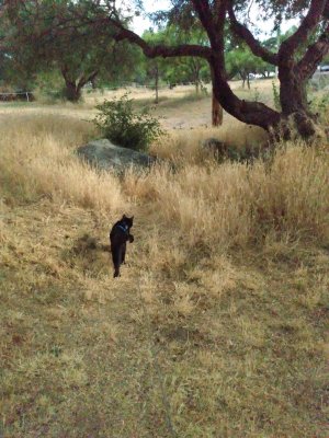 Boaz during a leashed walk at Oracle neighborhood park, July 25, 2023, image 3.jpg