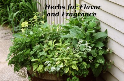 Herbs-Title.jpg