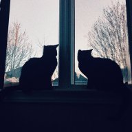 mytwoblackcats