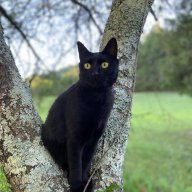 Black Cats Abundant