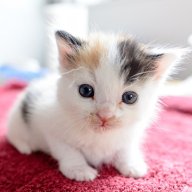 Miami Kitten