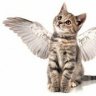 KittyCat Angel