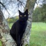 Black Cats Abundant