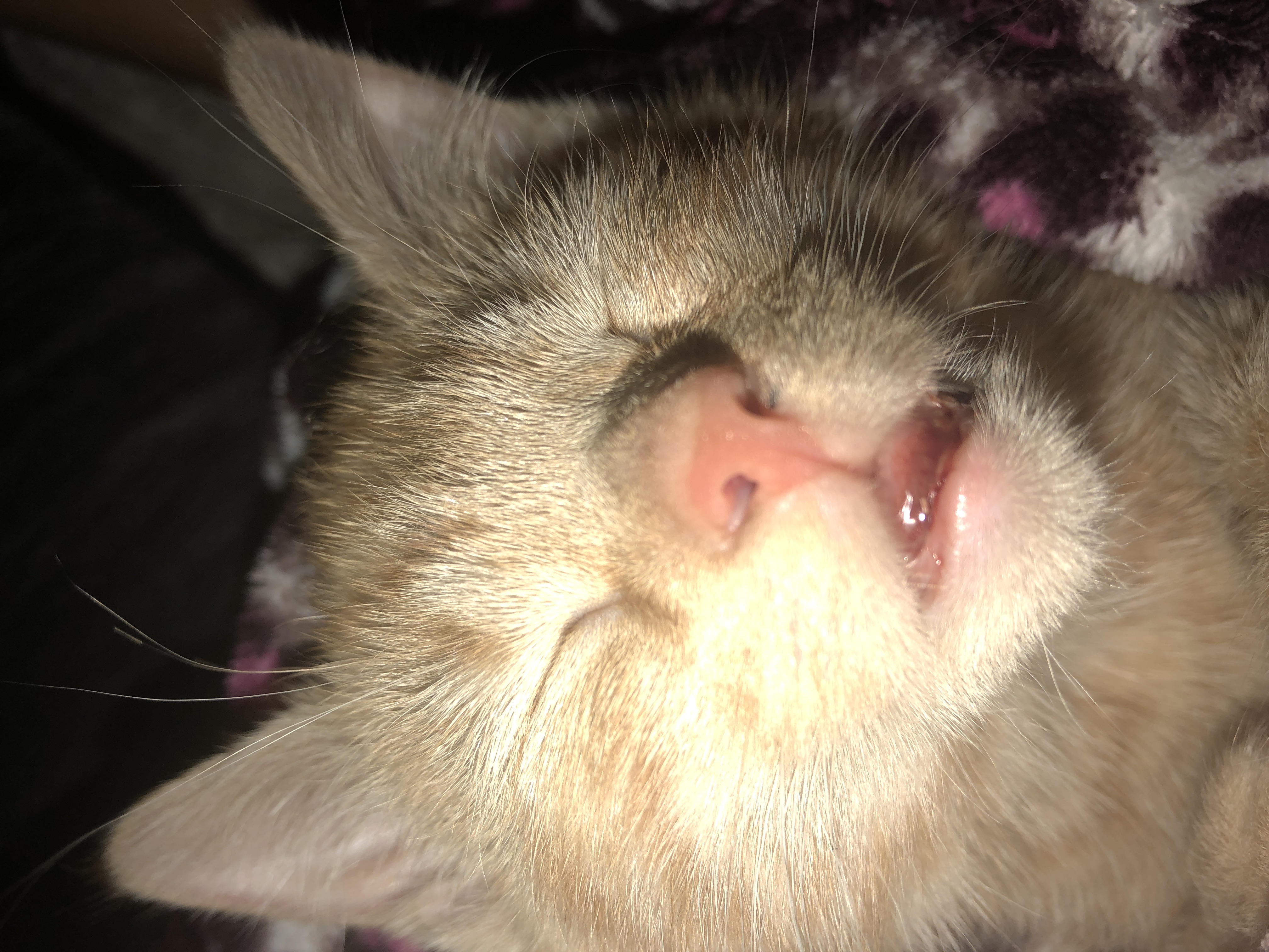 Help, Kittens Mouth Drooling TheCatSite