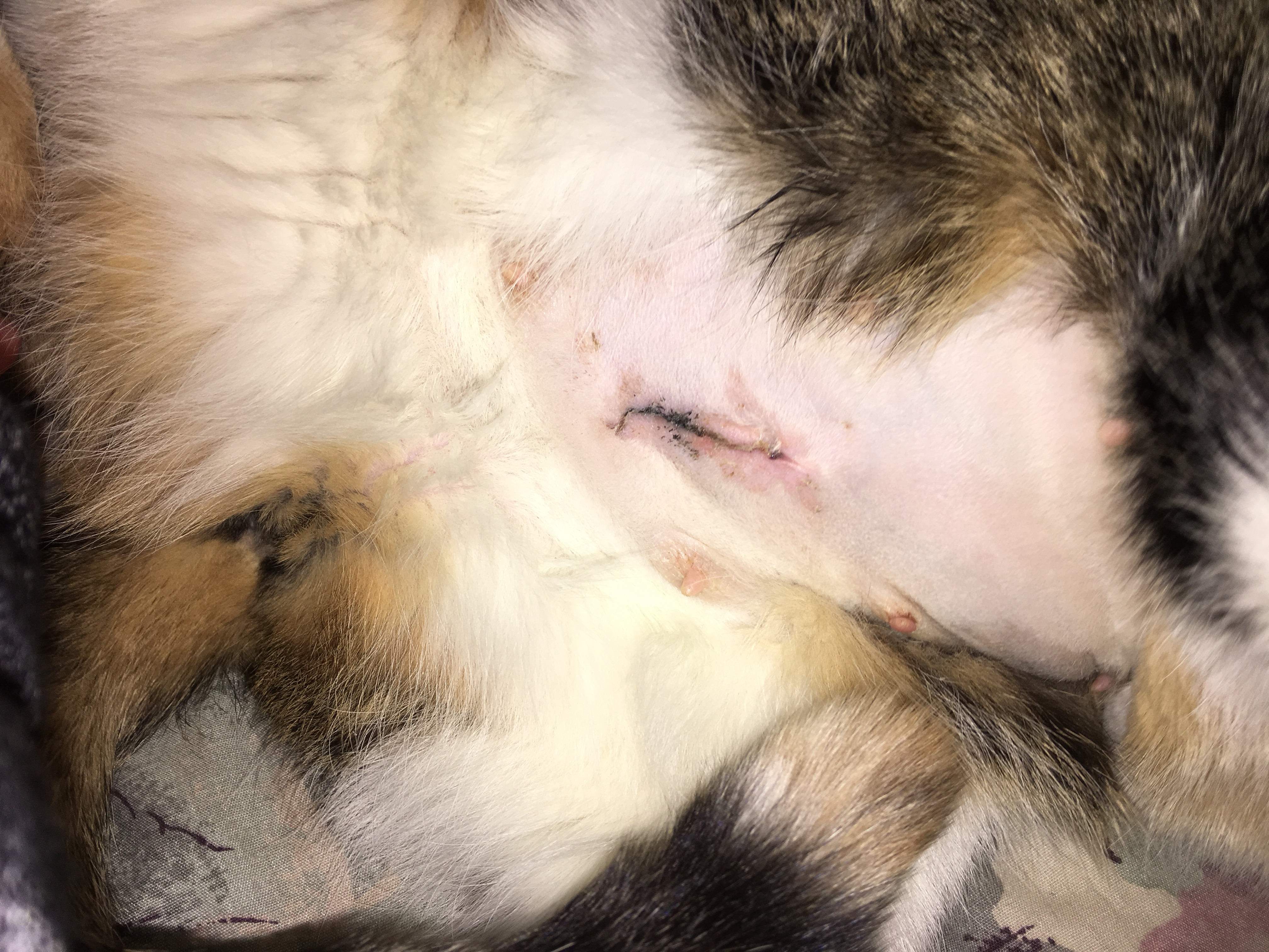Is My Cat’s Spay Incision Healing Properly? TheCatSite
