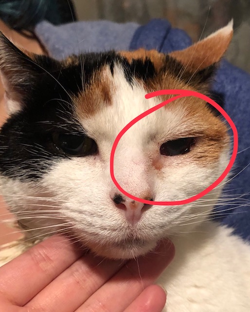 Scratch Wound & Infected Eye TheCatSite
