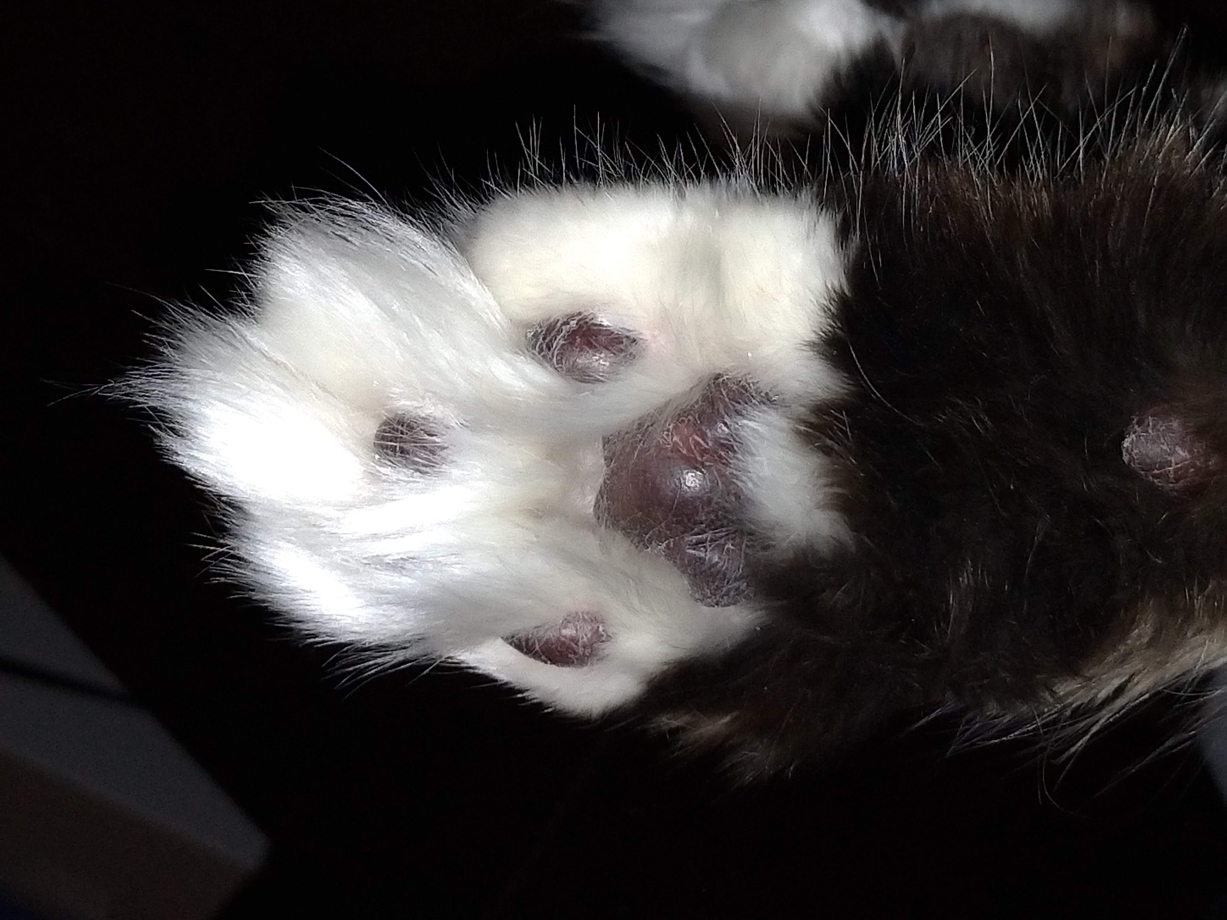 Cat Paw Pads That Look Like Beans Page 8 TheCatSite