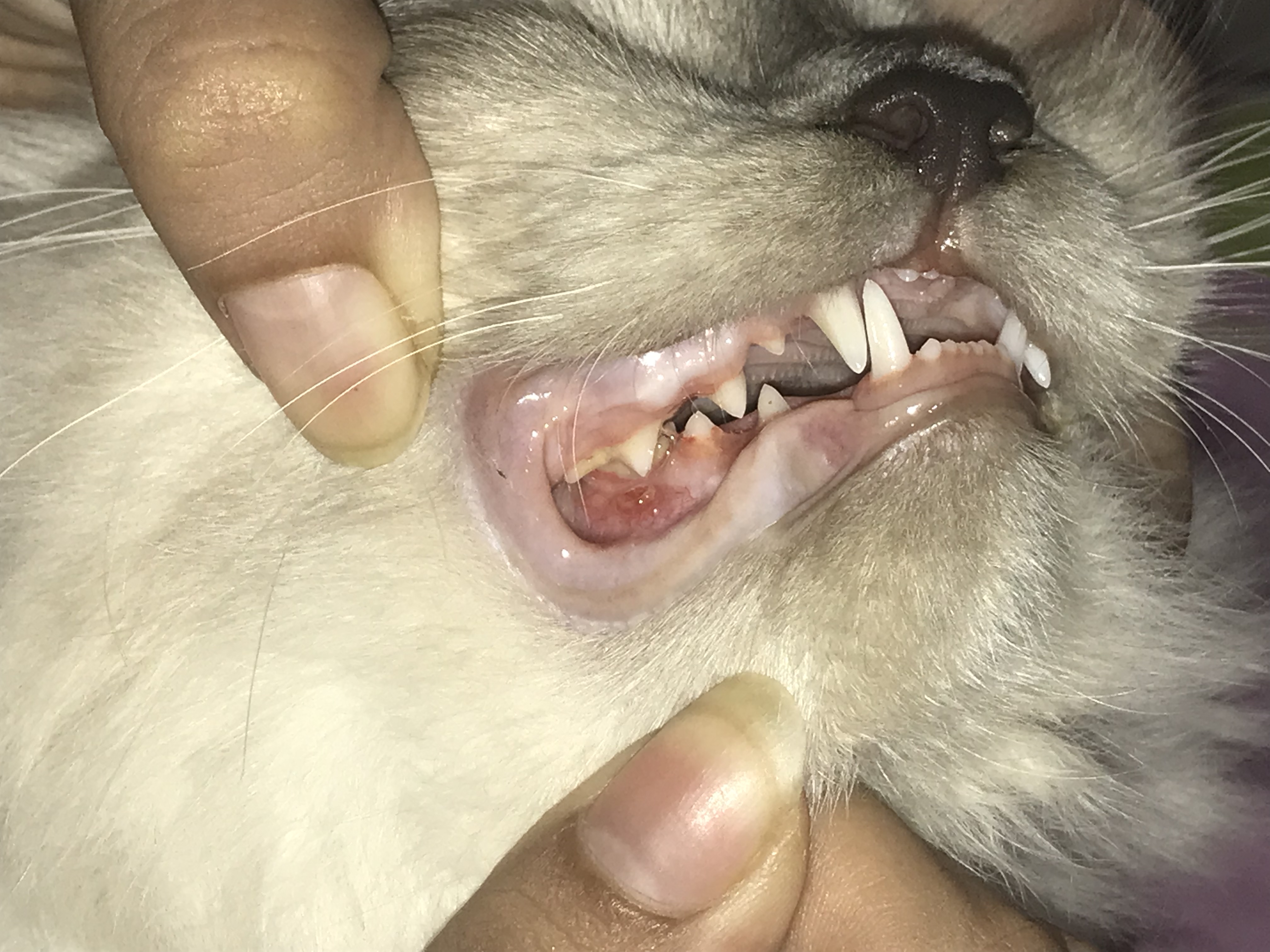 What Do White Gums In Cats Mean