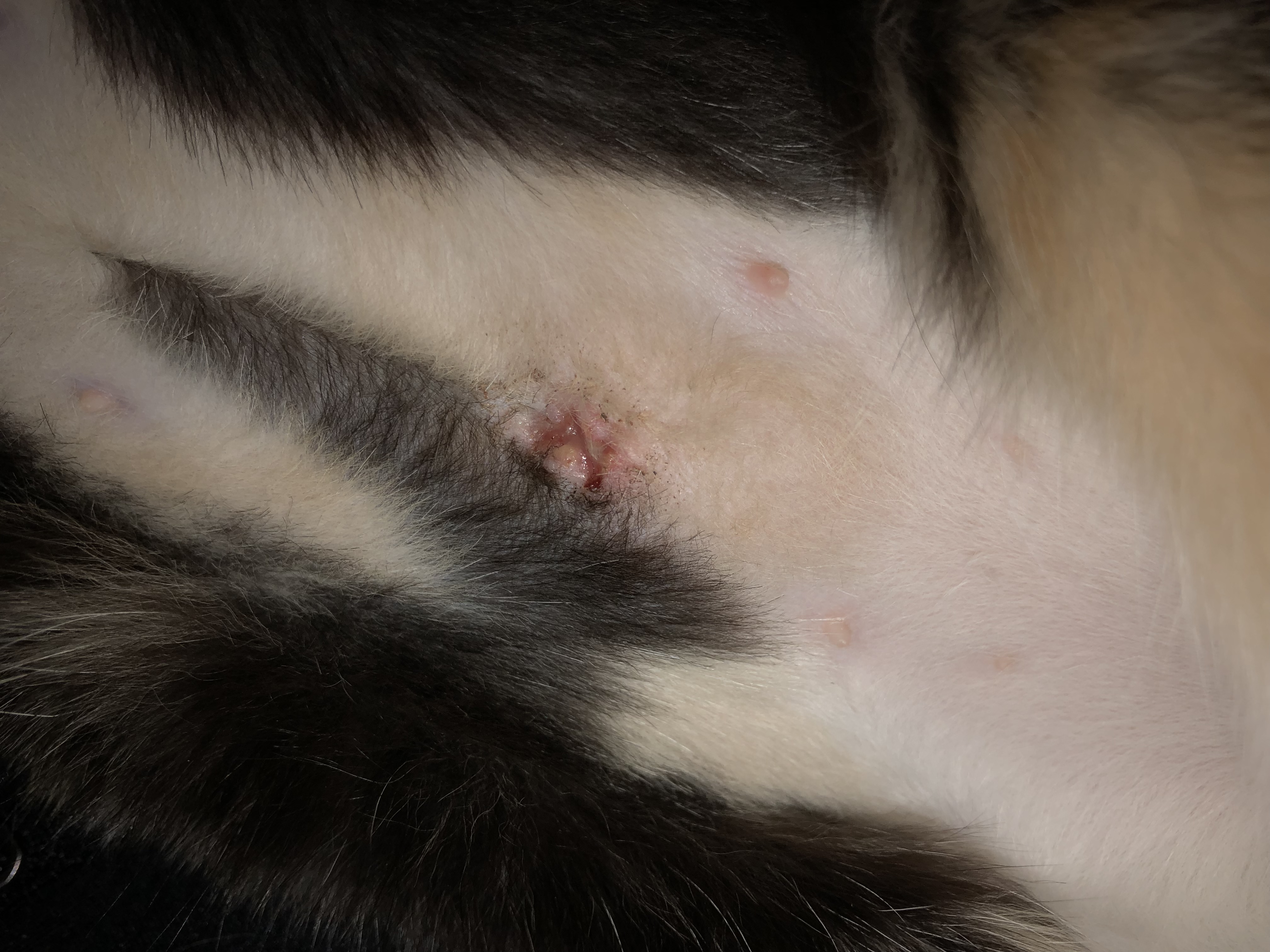 Is My Cat’s Spay Incision Infected? TheCatSite