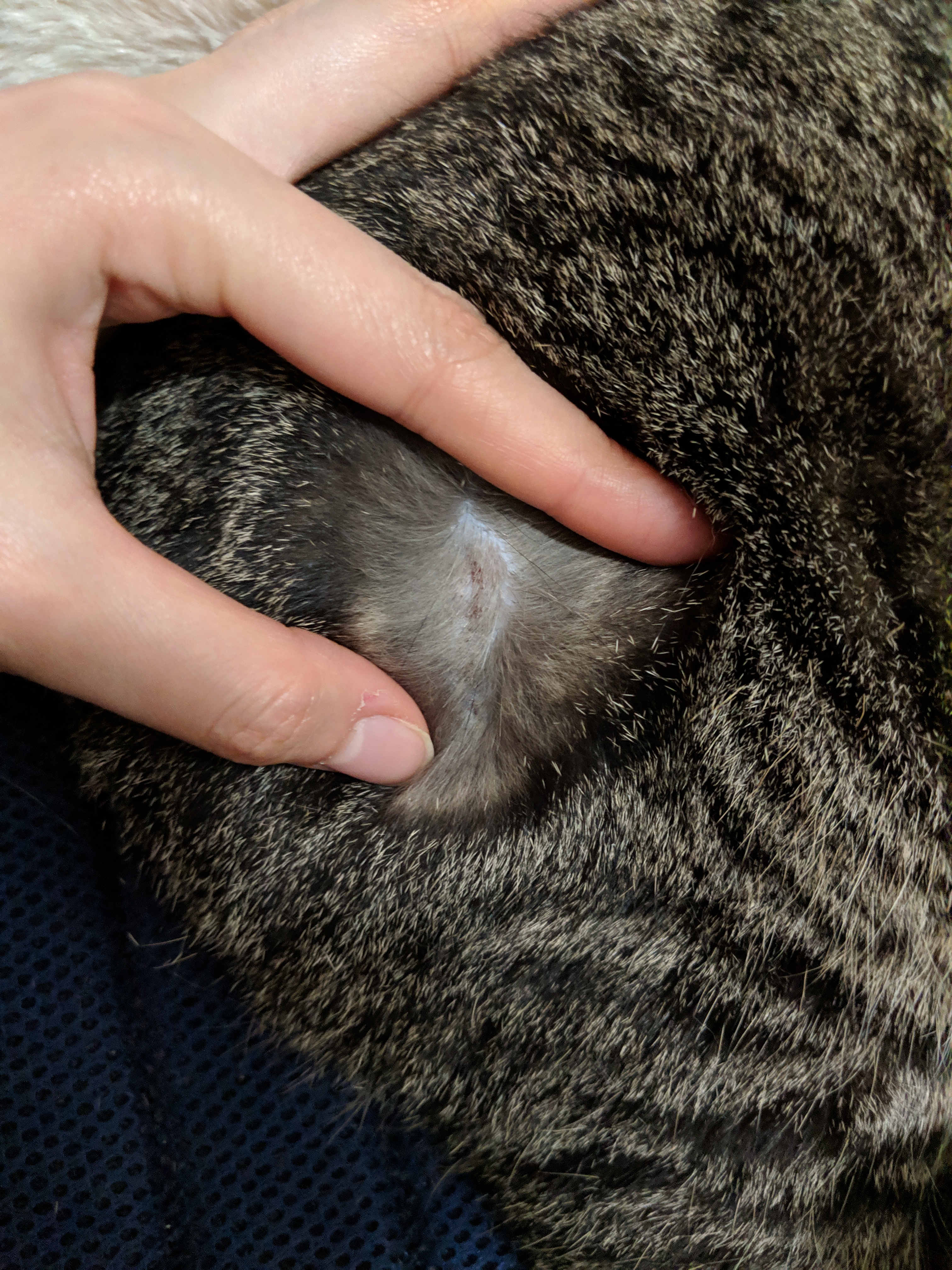 Cat Suddenly Lethargic But Healthy. Help! TheCatSite
