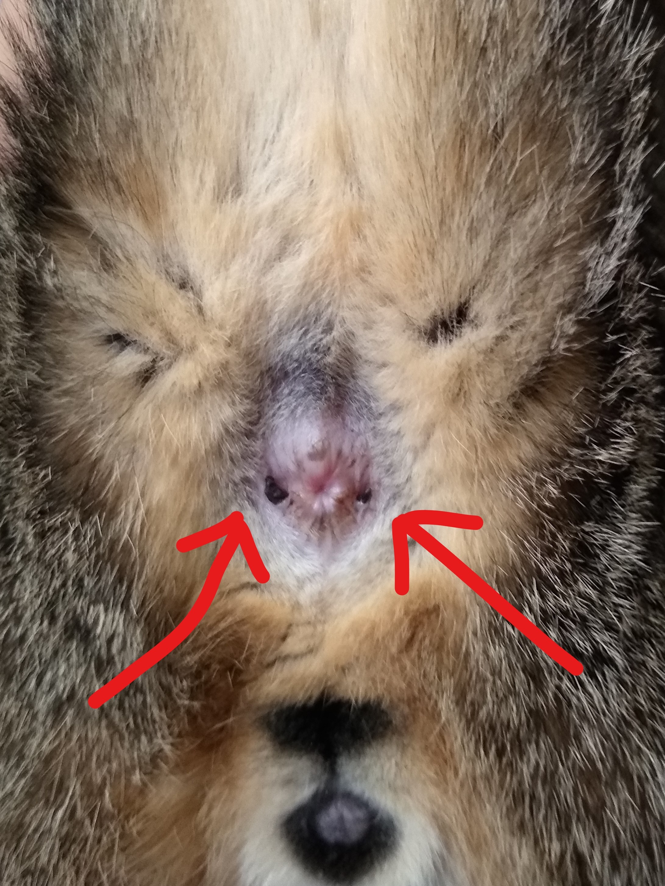What Is On My Cat's Butt Hole? TheCatSite