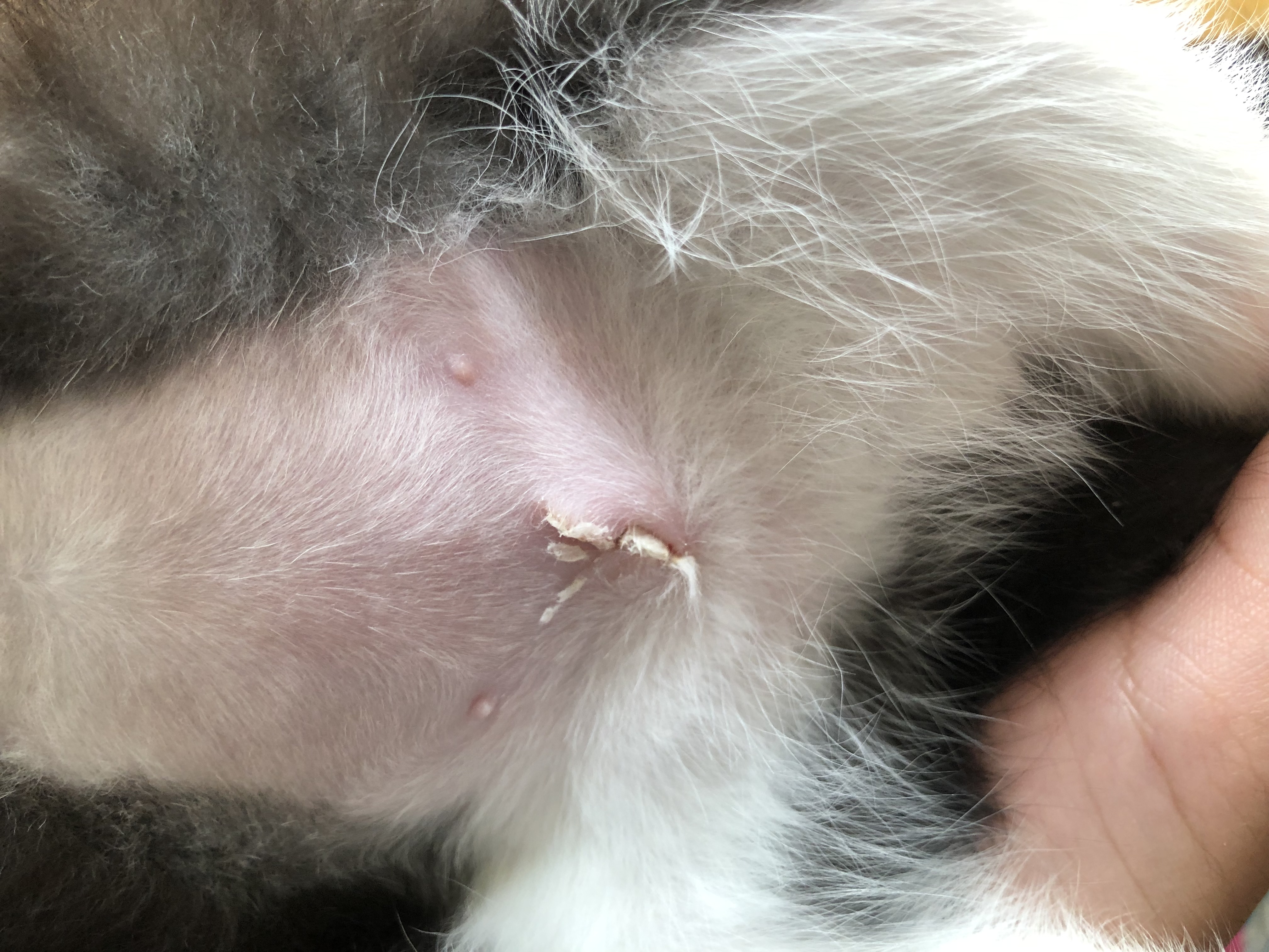 Is My Kitten’s Spay Incision Healing Properly? TheCatSite