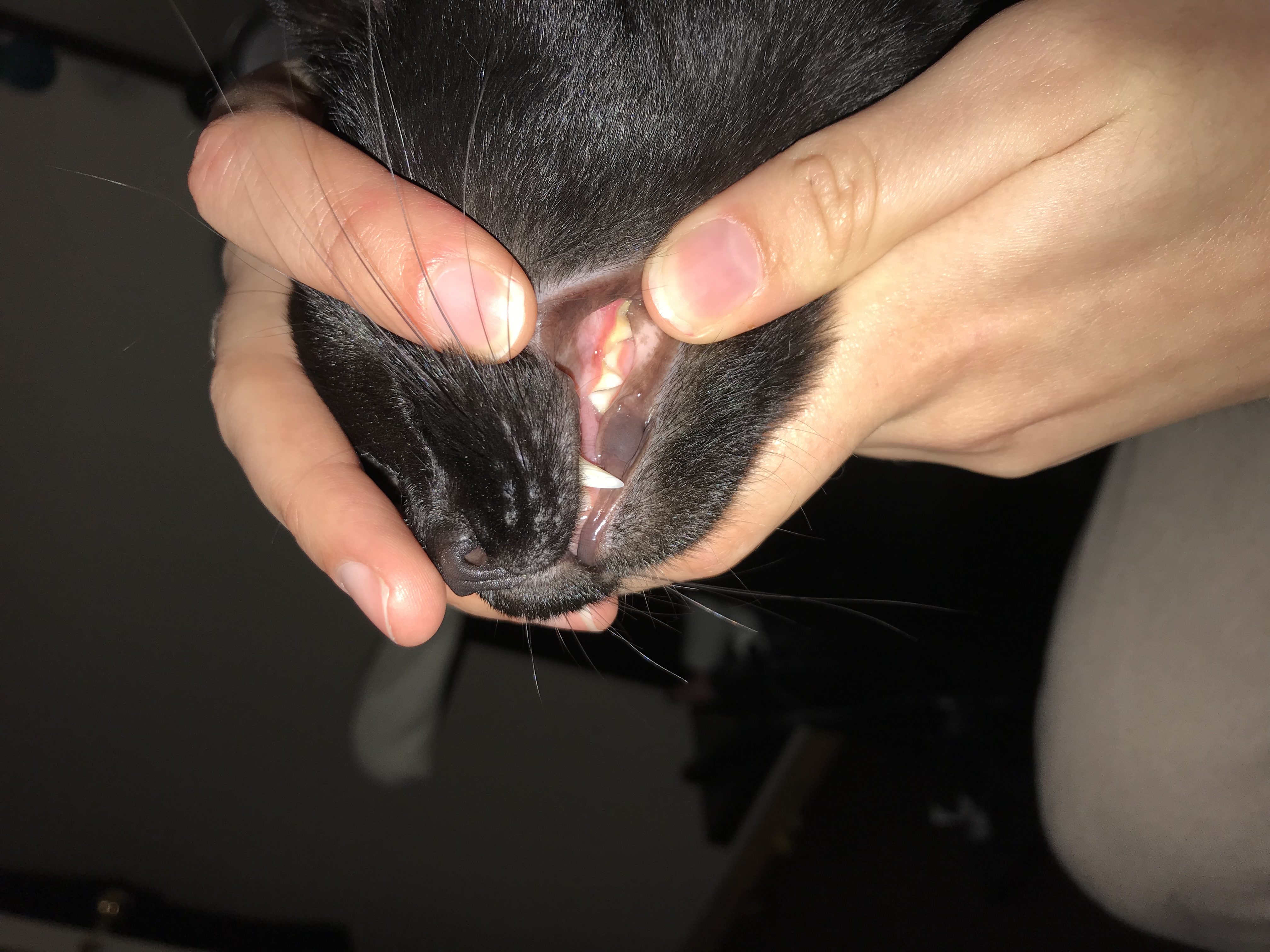 What is the normal color of a cat's gums? My cat's gums looks light