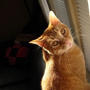 Cats in the Sunlight - Picture of the Month Contest