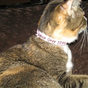 Poll: Do your cats wear collars?