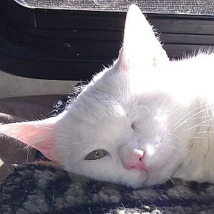 Cats in the Sunlight - Picture of the Month Contest