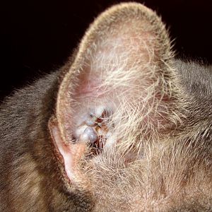 Black growths in cats ears