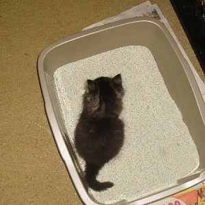 Picture of the Month: Litter Box Photos - Sponsored by Litter-Robot!!