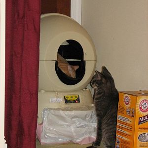 Picture of the Month: Litter Box Photos - Sponsored by Litter-Robot!!