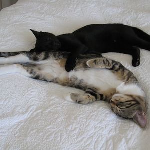Bengal cat versus tabby