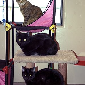 Shelter Kitties