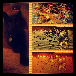 Halloween decorating with Lucky! (Confetti Everywhere!)