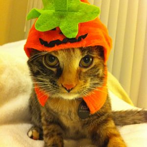 Halloween Kitties - October Picture of the Month Contest