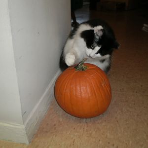 Halloween Kitties - October Picture of the Month Contest