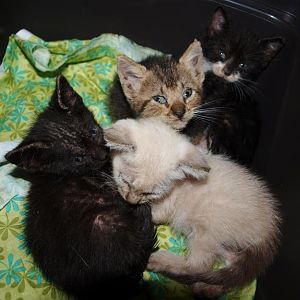 Momto4kitties rescued an emaciated mom and sick babies that need our help!