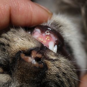Help!  Rescued Kitten with Retained Baby Tooth and dental issues?