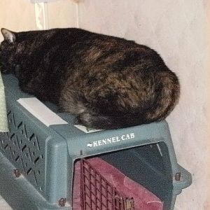 Here is Autumn sleeping on top of her carrier....