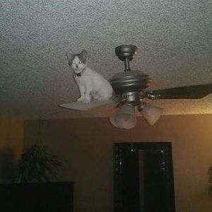 cat on ceiling fan lol