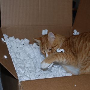 Wilbur really really really likes styrofoam