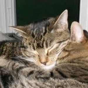 Snuggling kittiy pics