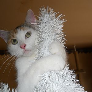 Christmas trees and cats