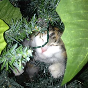 Christmas trees and cats