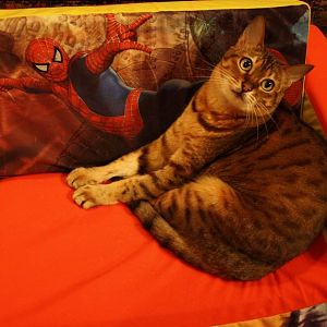 The conquering of the Spiderman couch