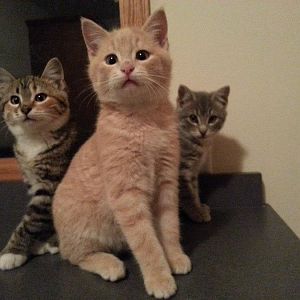 Mama cat and three kittens